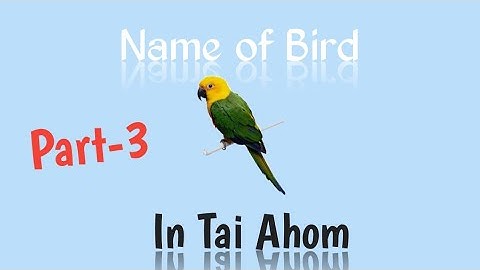 Learn Tai Ai || Aiton || Name of Bird Part-3.