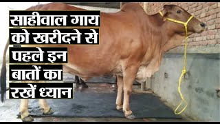 साहीवाल गाय को खरीदने से पहले इन बातों का रखें ध्यान | Things To Know Before Buying Sahiwal Cow