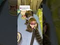 #monkey #exotic #животные #animals #marmoset #babymonkey #marmosetmonkey #reccomended #обезьяна