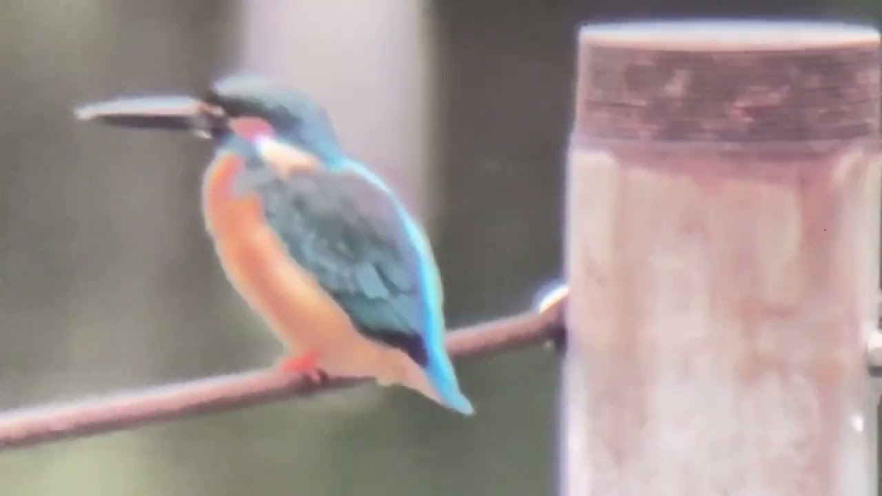ピンコさま専用　　カワセミ 善福寺公園 カワセミ - YouTube