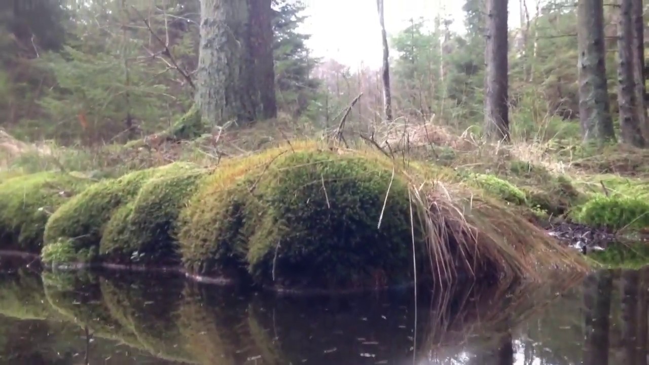 Watch AMAZONAS /The Snake on YouTube Watch AMAZONAS /The Snake on YouTube
