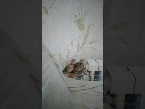         طرقه قشنگ ها کنار هم همیشه طرقة  محبت