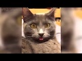 Awesome Funny Animals Compilation, Funniest Cat And Dog Videos #3 Try Not To Laugh!