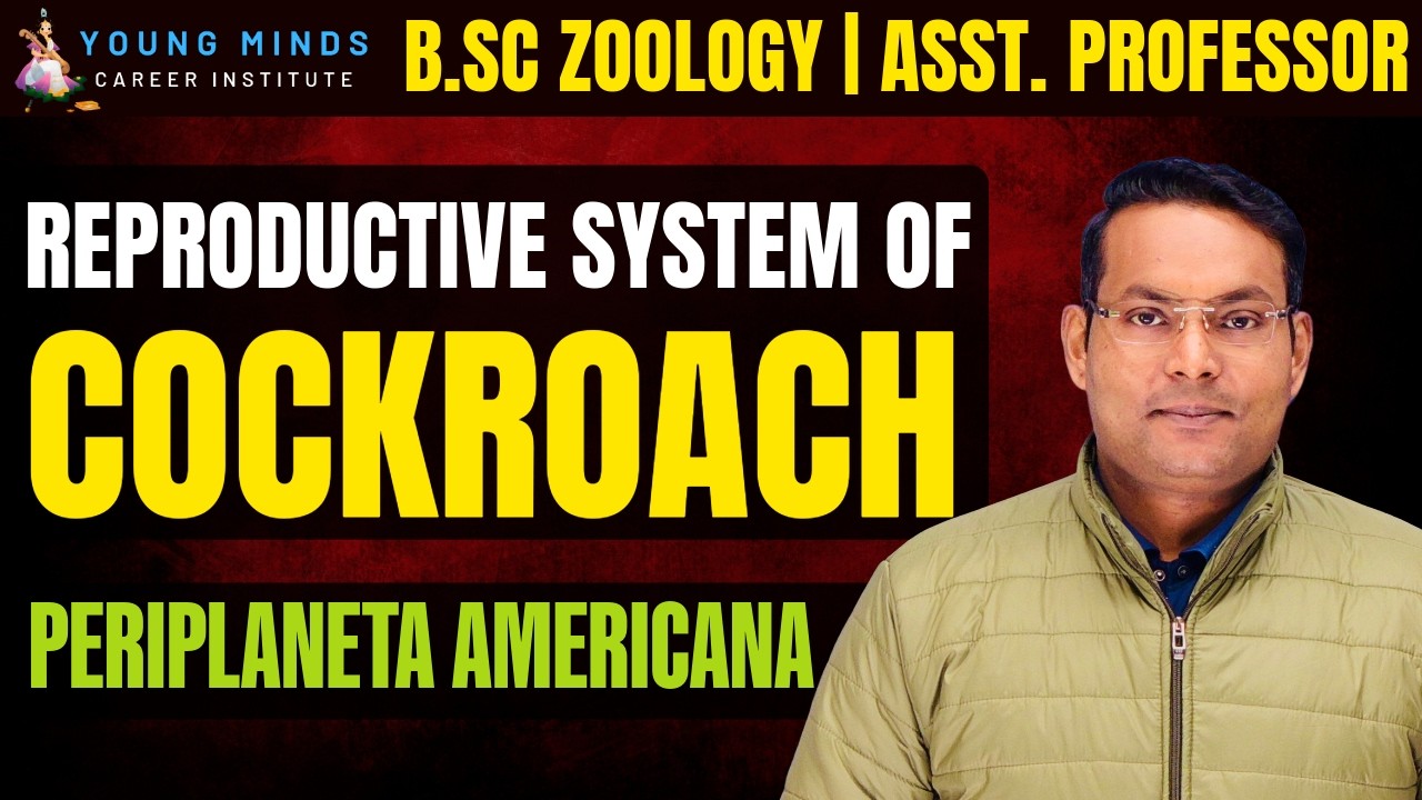 Male Reproductive Organ of Cockroach | Periplaneta americana