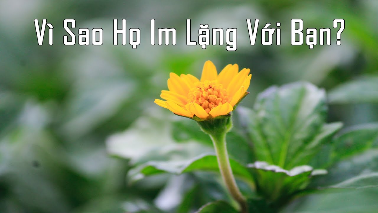 Vì Sao Họ Im Lặng Với Bạn?