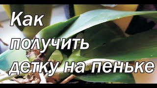 Детки на пеньке орхидеи // Способы получения деток