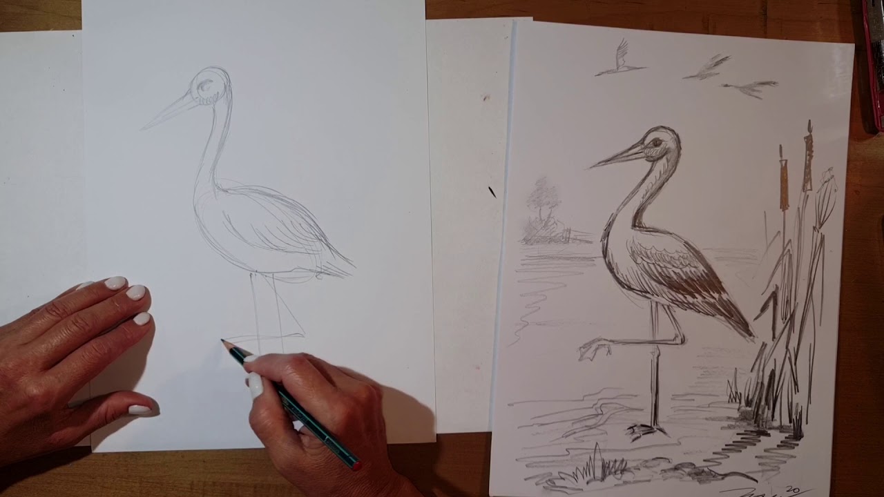 שיעור בטכניקת רישום - חסידה