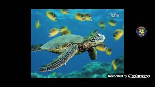 Windows Vista Sample Videos And Pictures