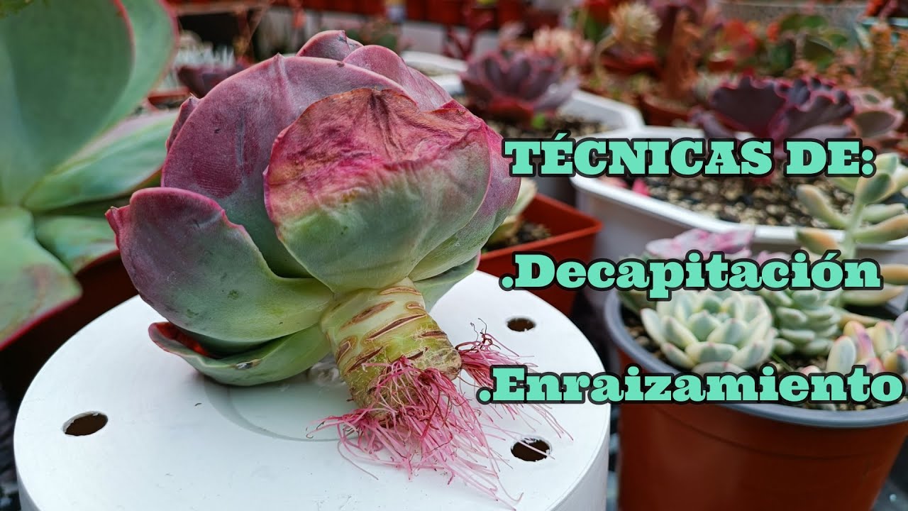 Decapitación y enraizamiento en suculentas #tips #secretos #consejos