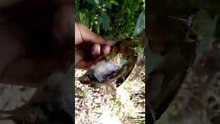 Burung Kolibri Kelapa Dan Prenjak Kepala Merah Hasil Pikatan