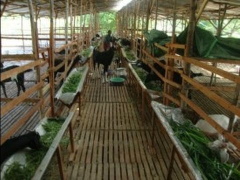 Goat Farm - Kukil Farms - YouTube