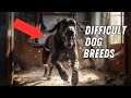 10 Worst Dog Breeds for First Time Owners *Difficult Dogs*