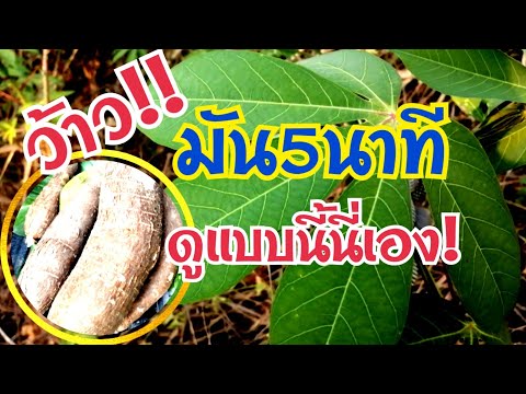 วีดีโอ: พันธุ์มันสำปะหลัง - พืชยัคคะต่างกันอย่างไร