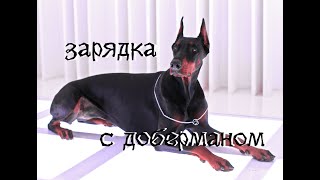 Утренняя зарядка с собакой