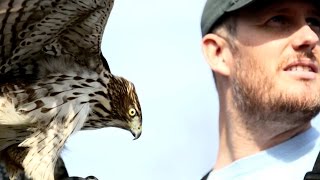 Passage Cooper&#39;s Hawk Hunting: Falconry with Oliver Connor