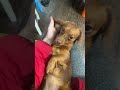 매끈지지 #dog