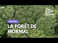 Ref:RlarbFvpj5Q Vu du ciel : la for�t de mormal
