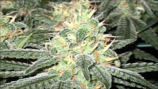 Tribal Seeds - The Garden