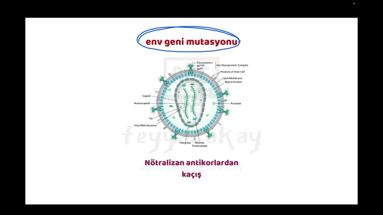 SINAVLAR AÇISINDAN ÖNEMLİ 2 HIV MUTASYONU