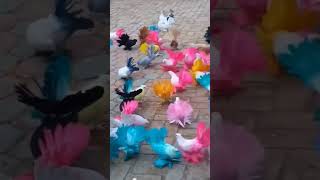 Beautiful Laka Pigeons Kabootar Videos Pigeon Videos 