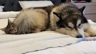 Adorable Husky And Baby Kitten Become Best Friends! (They're So Cute!!)