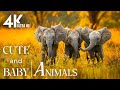 Explore global wildlife 4kjourney into the lovely wild world of relaxation with soothing melodies
