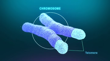 Stem Cells therapy animation | Fountain of Youth | Marie Curie Ageing Network