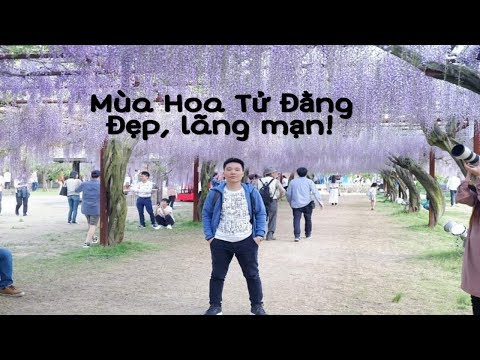 Video: Hoa nhật (ảnh). Đường hầm hoa trong vườn Nhật Bản 