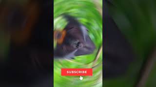 Download Lagu bats real life vs Minecraft part #41 || #ytshorts #shorts MP3