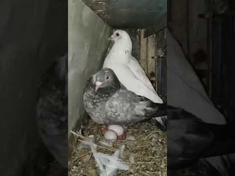 #Full#Madrashi#Kabutar#Pigeon#Lover#shorts#video#youtubeshorts#