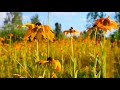 Healing birdsong in a flower meadow  Sounds of nature for healing the body