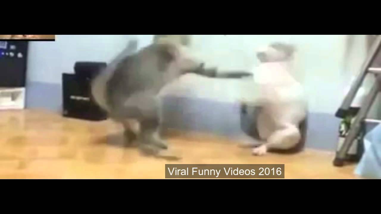 Viral Funny Videos 2016 