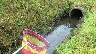 水深5cmのショボい水路に変な熱帯魚が爆湧きしてる