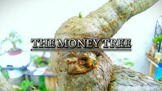 5 FASCINATING FACTS ABOUT MONEY TREE BONSAI #guiana #chestnut