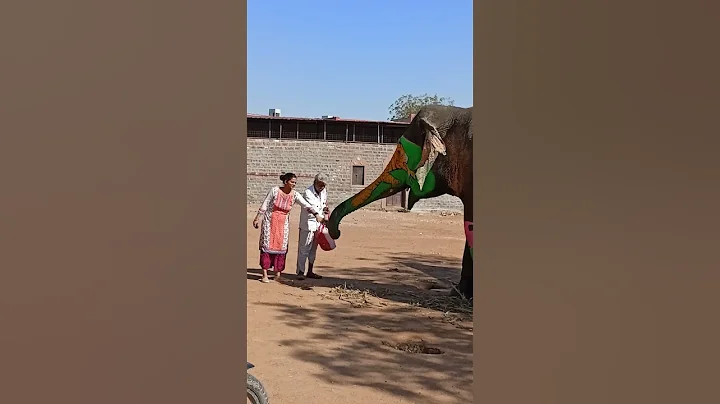 hathi nahi kha raha uska malik mana kar diya #viral #shorts