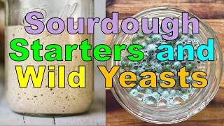 Sourdough Starters and Wild Yeasts