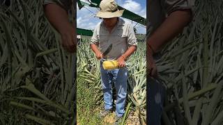 INCREDIBILE COME APRE L’ANANAS IL...