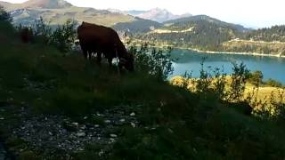 Koe langs Lac du Roselend