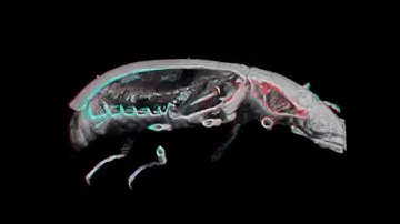 3D- Micro-CT anatomical study of a tiny aquatic beetle (Insecta: Coleoptera) Hydraena exasperata.wmv