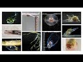 2018年 岸壁採集珍魚ランキング 発表！ Rare Fish Ranking 2018