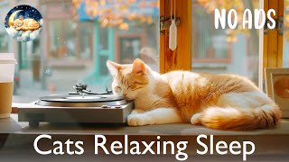Giấc mơ mèo buồn ngủ😴Âm nhạc thư giãn với chú mèo đang ngủ giúp ngủ sâu, giảm căng thẳng screenshot 3