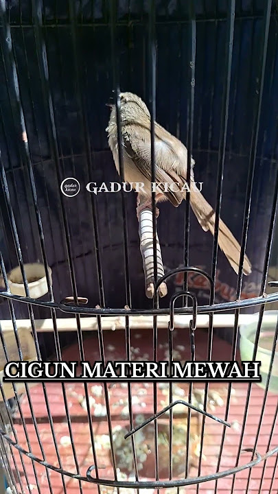 ciblek gunung isian cililin