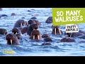 Walrus Behavior and Interactions