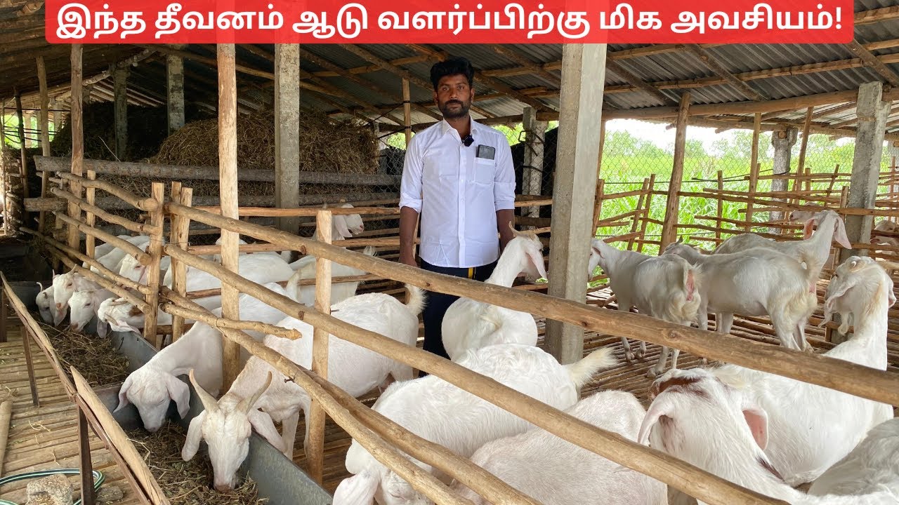 Important feed for goats | goat feed