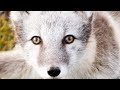 Saving the arctic fox  bbc earth witness  bbc earth