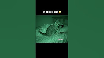 My Cat brought in a New Friend #AifiVideos #veo3 #aigenerated #googleveo3 #ai #aivideo #aishorts