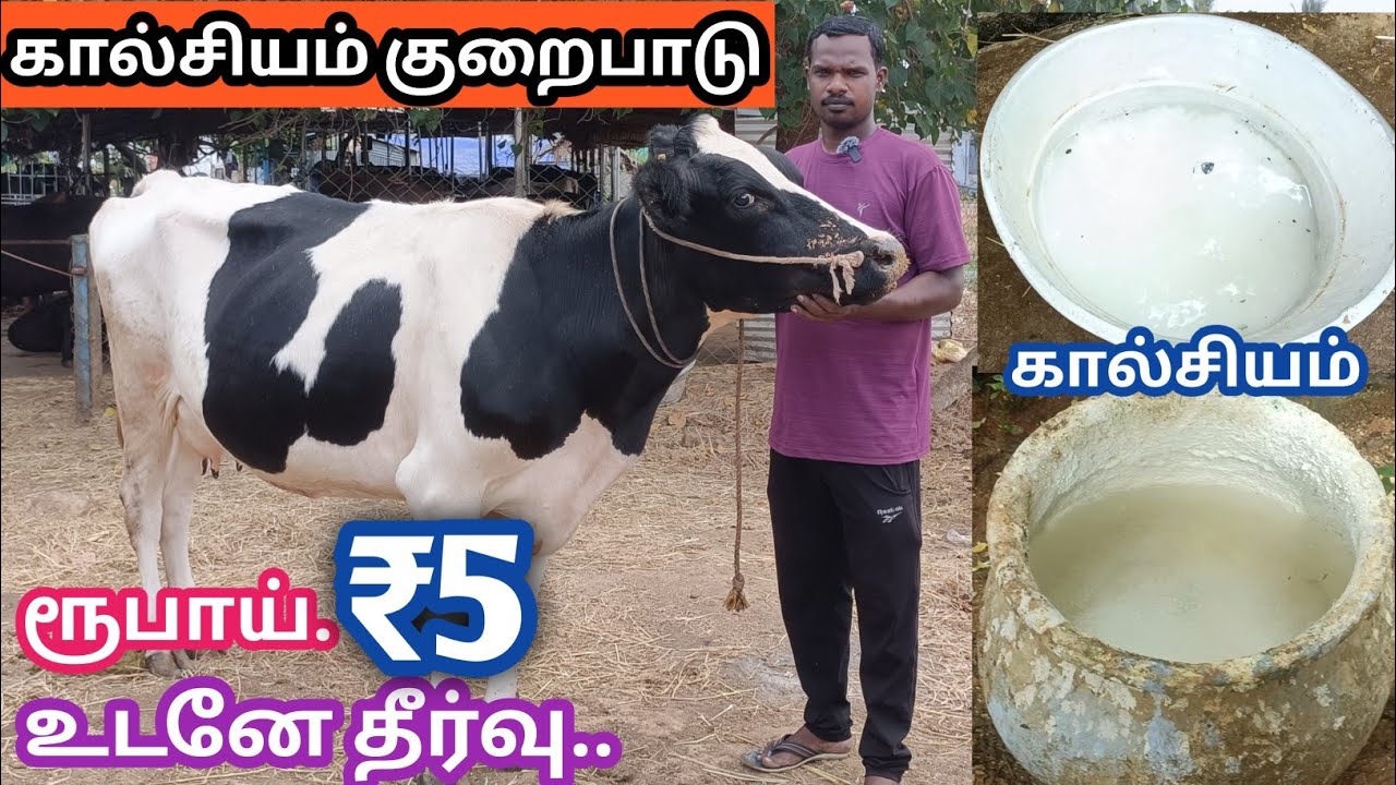 ரூ.5 க்கு கால்சியம் இருக்க ரூ.600 எதுக்கு ? | கால்சியம் குறைபாடு உடனே தீர்வு.. | Natural Calcium
