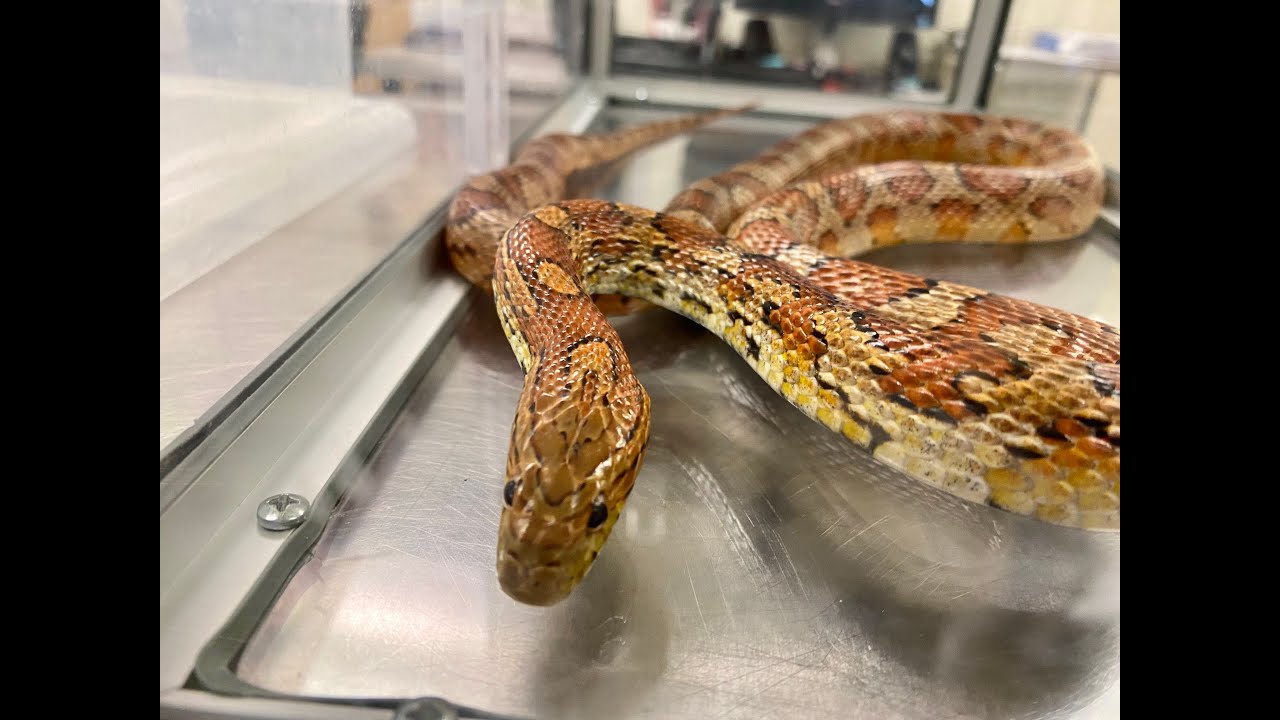 North Carolina Snake Species