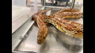 North Carolina Snake Species
