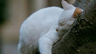 Mochi Lagi Santai.... I Kucing Lucu